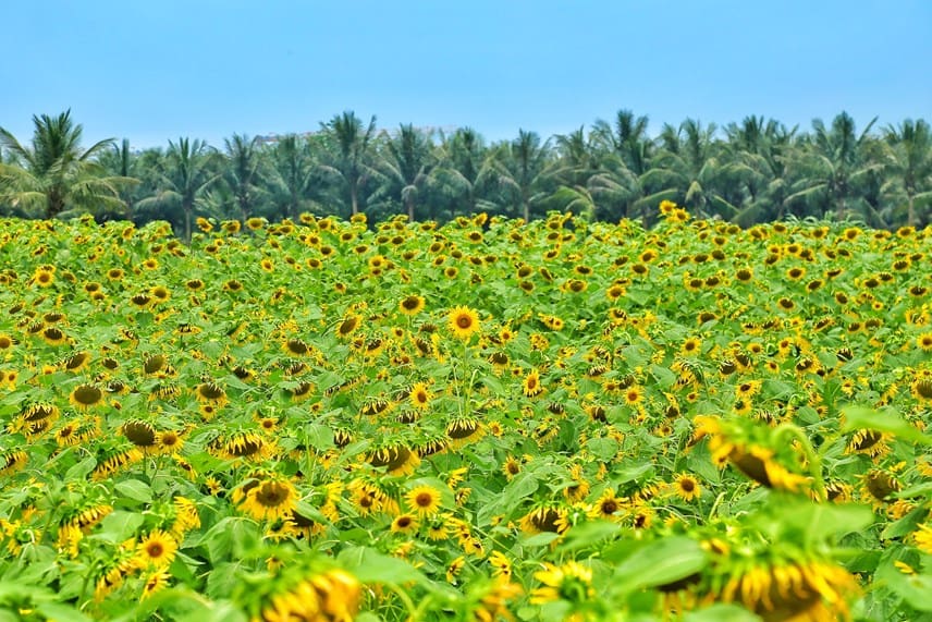 Trang trại hoa hướng dương